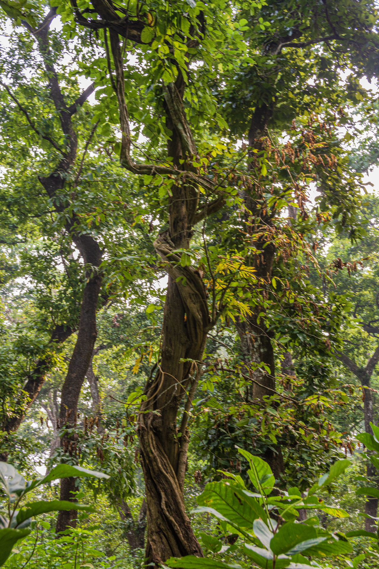 Chitwan Rapti River Tour